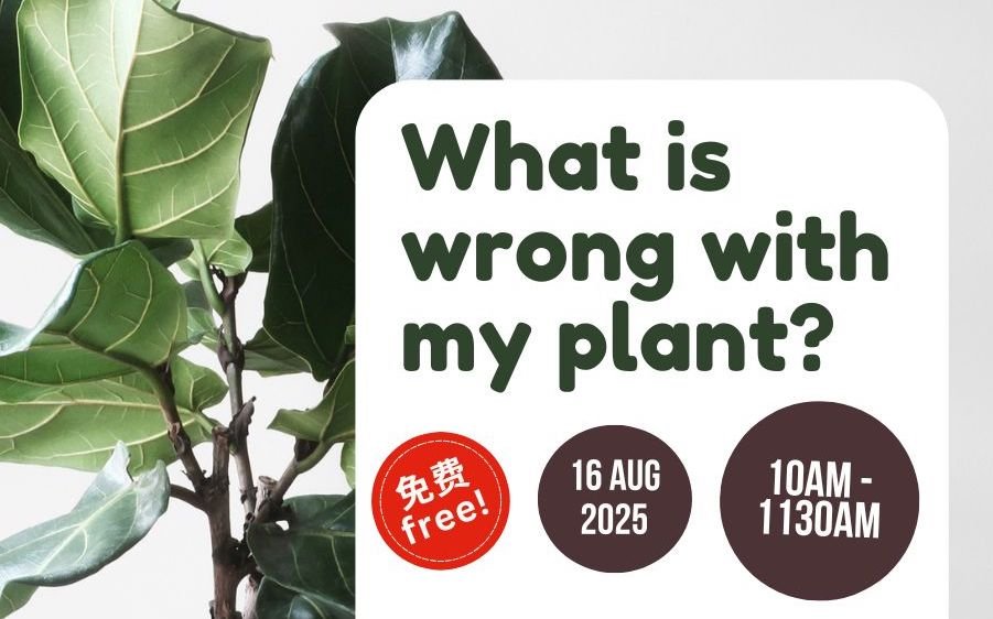 What is wrong with my plant?